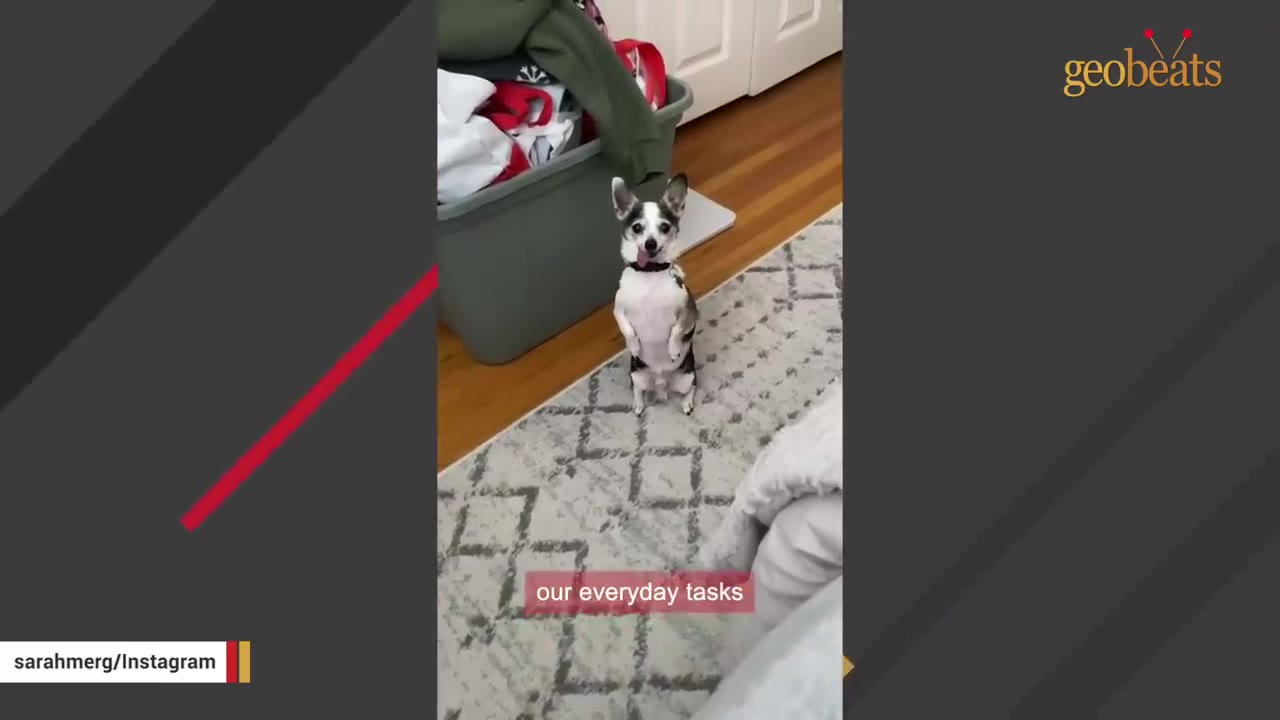 A small black and white chihuahua standing upright on its hind legs on a patterned rug, looking forward with its tongue slightly out.
