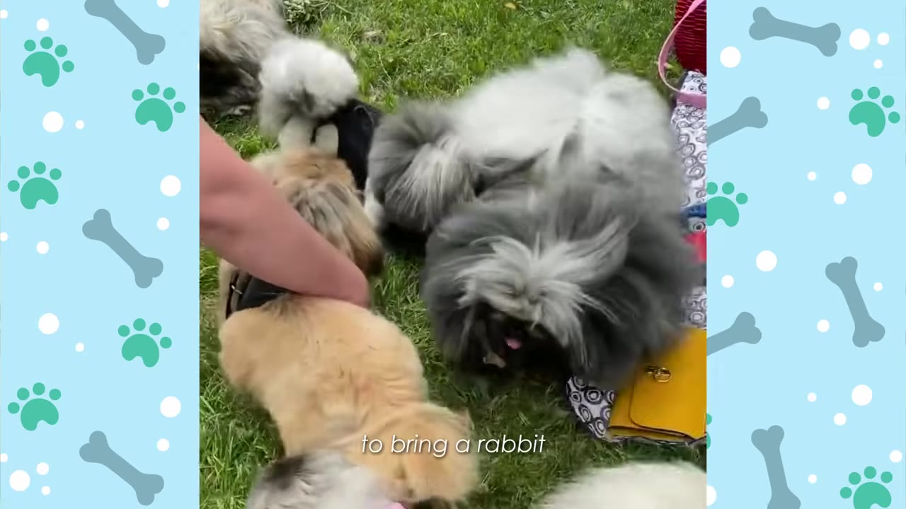 A group of small, extremely fluffy dogs, including a grey and white one, gathered on the grass with a person's arm visible petting one of them.