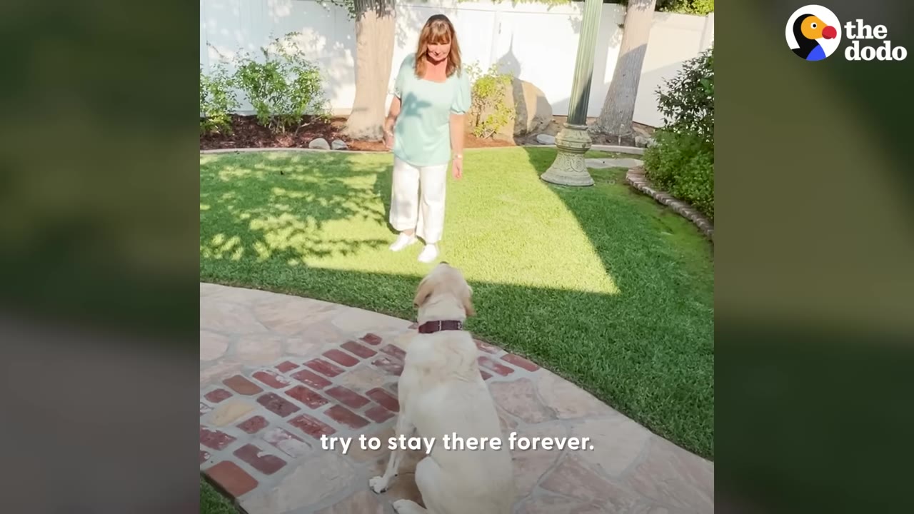 A yellow Labrador retriever sits on a stone pathway, looking back at a woman standing on a green lawn.