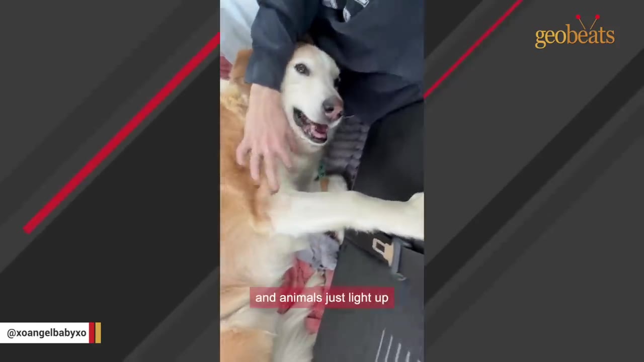 A happy golden and white dog smiling with an open mouth while being petted in the back seat of a car.