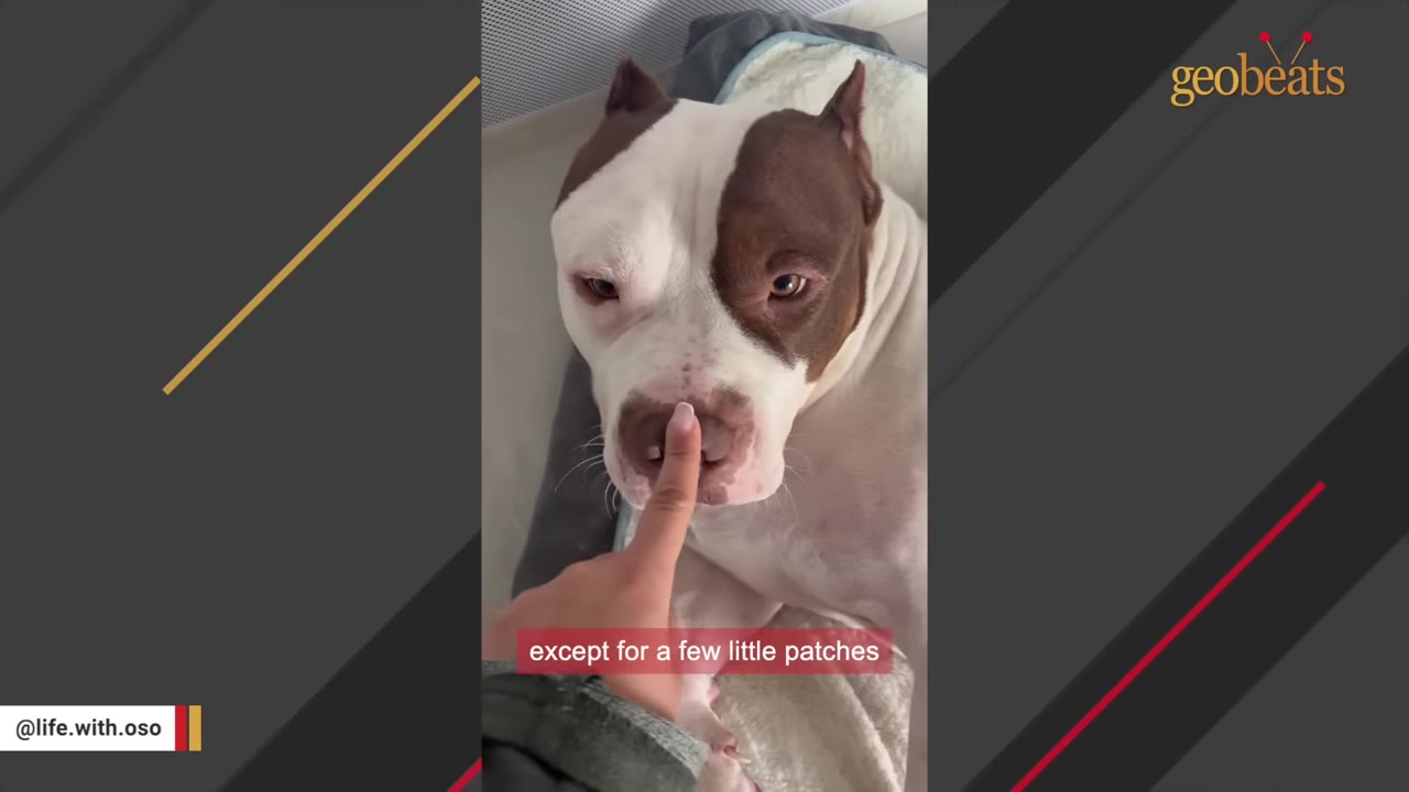 A close-up of a brown and white pit bull lying down as a person gently touches his nose with a finger.