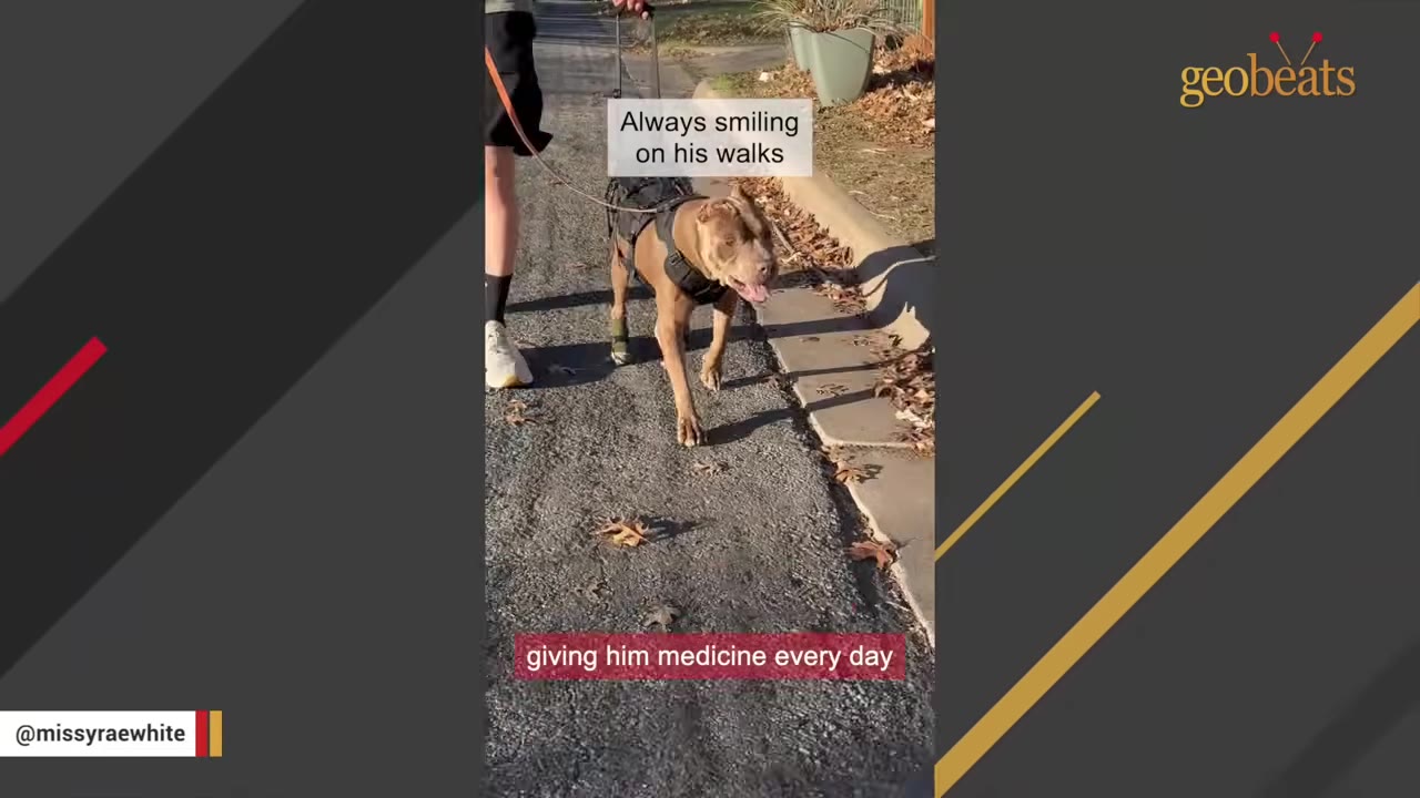 A brown pit bull wearing a harness walks on a paved path next to a person holding his leash, with text overlay reading 'giving him medicine every day'.