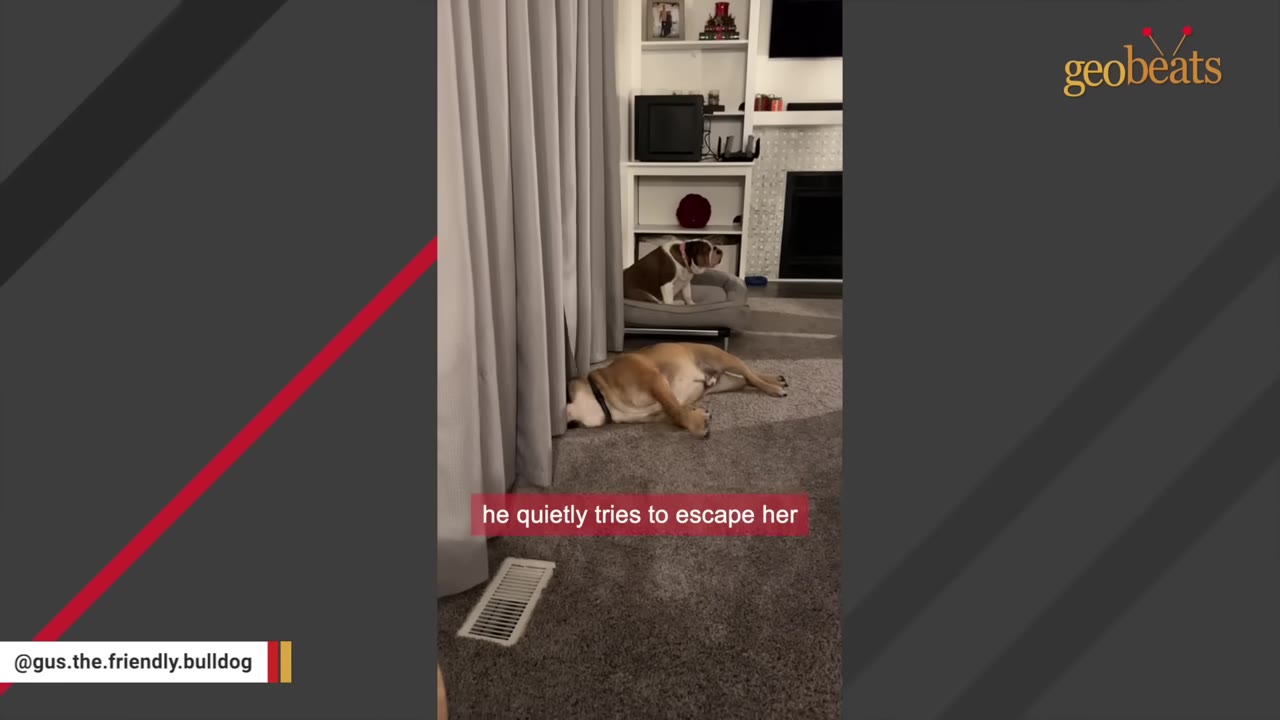 A tan bulldog lies on a carpeted floor with its head tucked under a grey curtain, while another bulldog sits in a dog bed in the background.