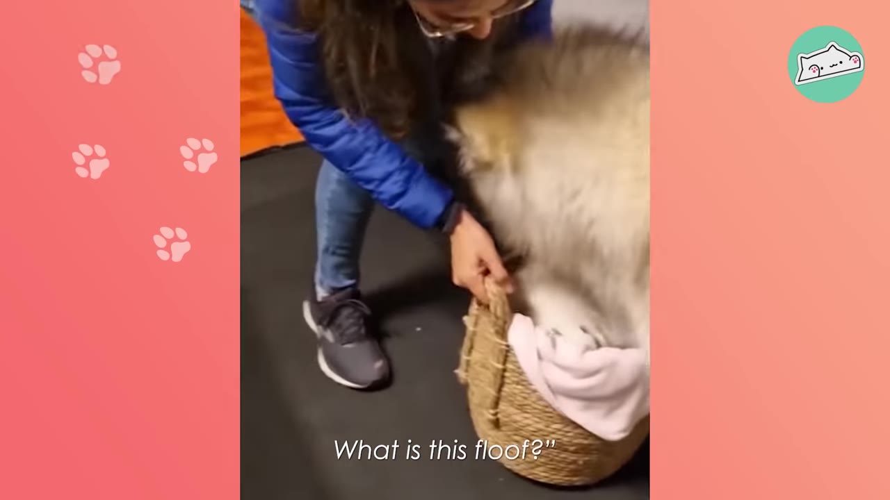 A person in a blue jacket holds a woven basket containing a fluffy grey and white puppy wrapped in a pink blanket.