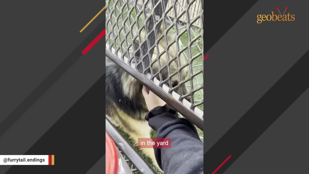A fluffy black and tan dog stands in an outdoor yard behind a metal fence, receiving gentle pets on the neck from a person's hand.