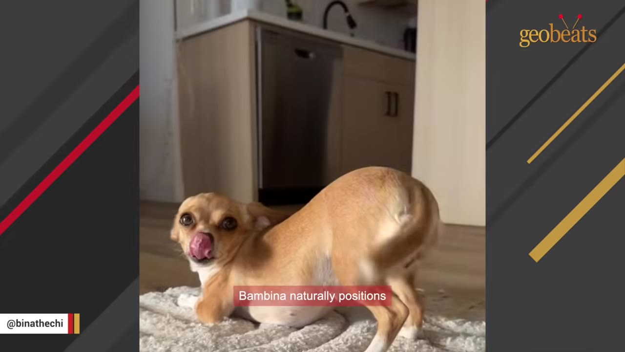 A small tan Chihuahua in a play bow pose on a white rug, looking back at the camera with its tongue sticking out.