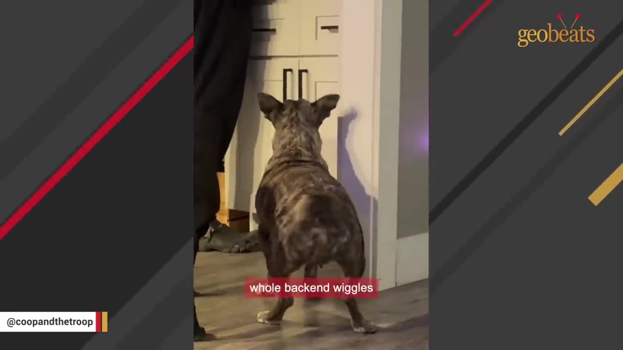 A brindle dog seen from behind, standing on its hind legs with its backend wiggling in front of white kitchen cabinets.