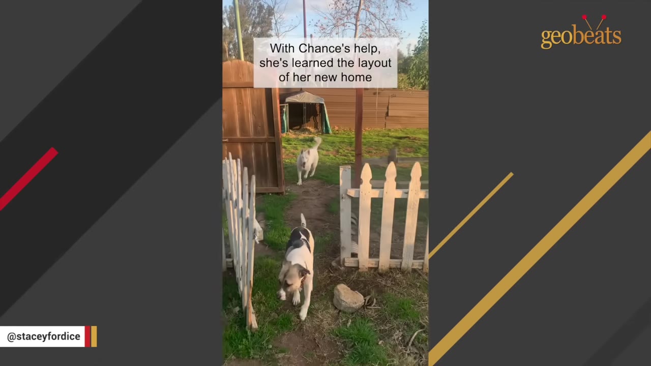 A black and white dog walks through a white picket fence gate, followed by a white dog in the background.