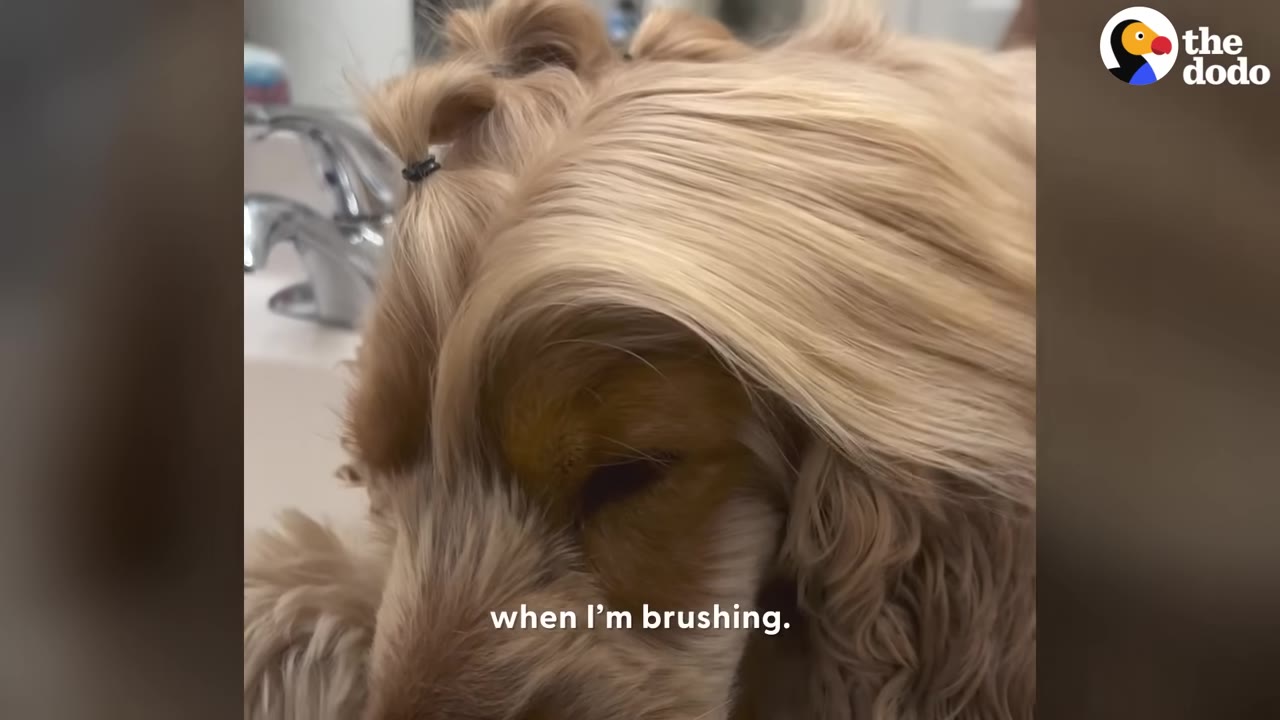 A close-up of a long-haired, golden-colored dog looking relaxed while its hair is being styled.