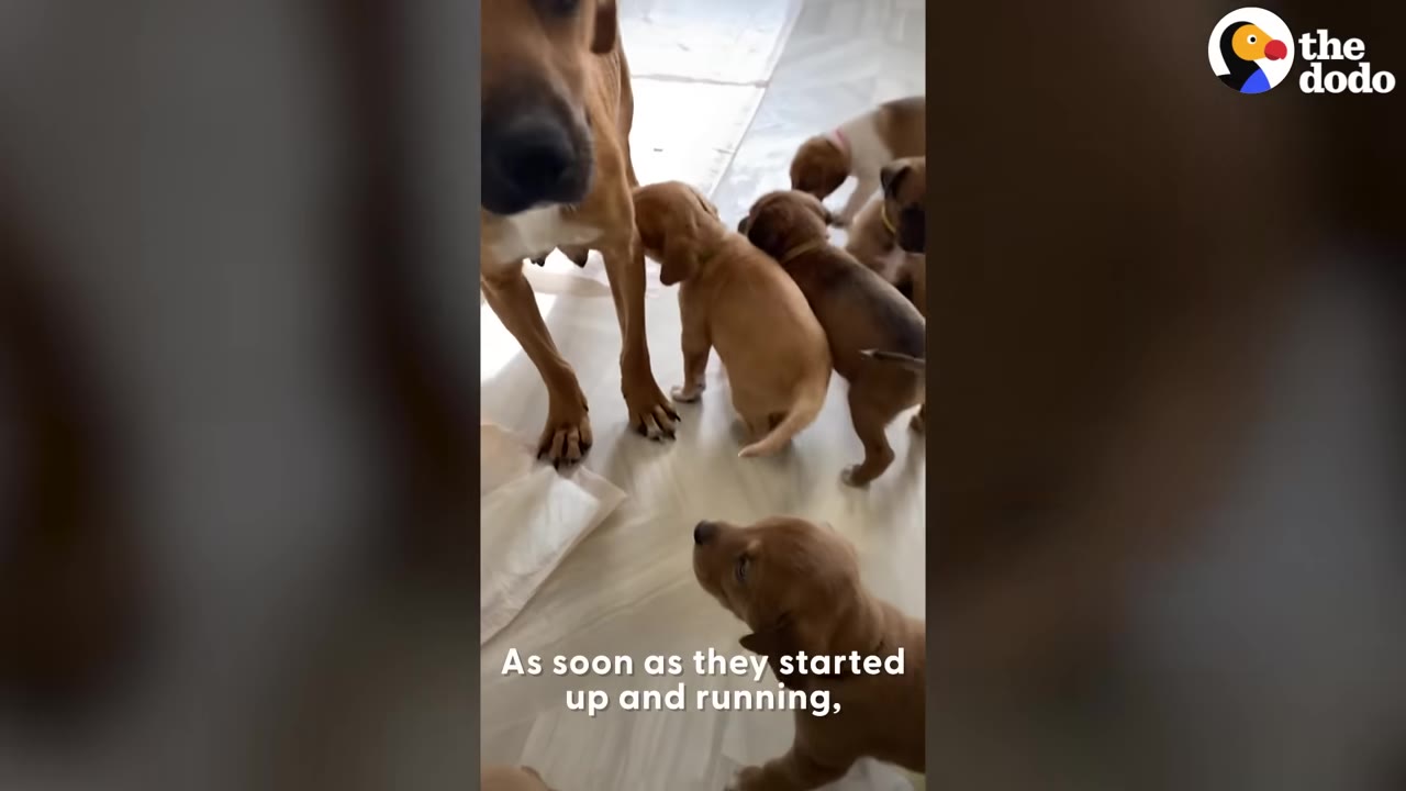 Several small brown puppies stand on a light-colored floor around their mother dog's front legs.