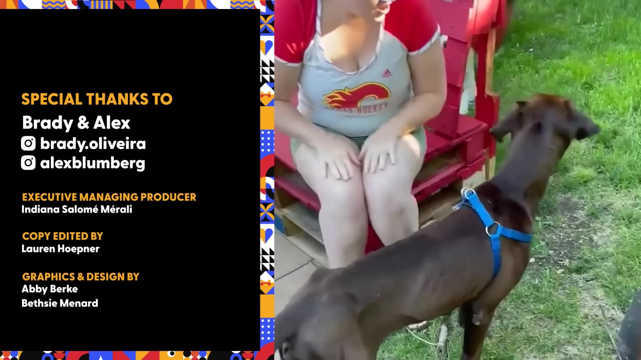 A thin brown dog wearing a bright blue harness stands on a grassy lawn in front of a woman sitting on a red bench.
