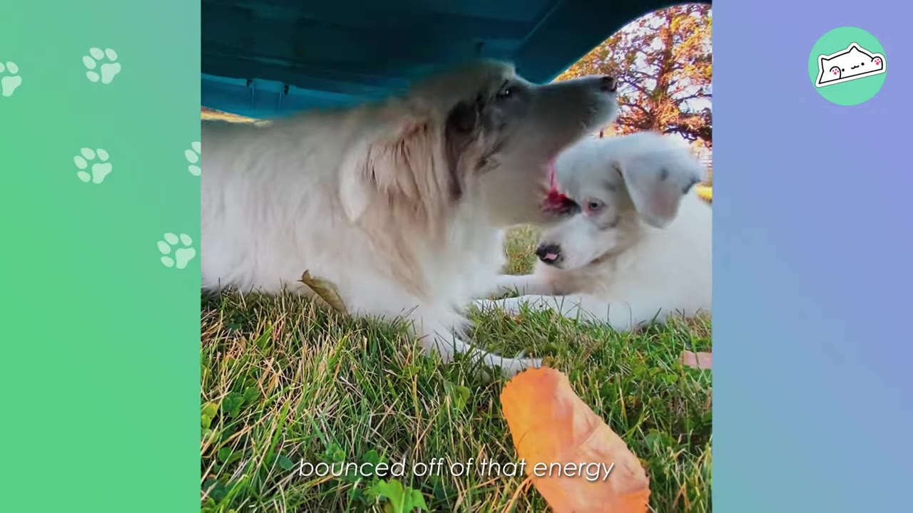 An older fluffy white and grey dog with its mouth wide open as if barking or snapping at a smaller white puppy lying next to it on the grass.