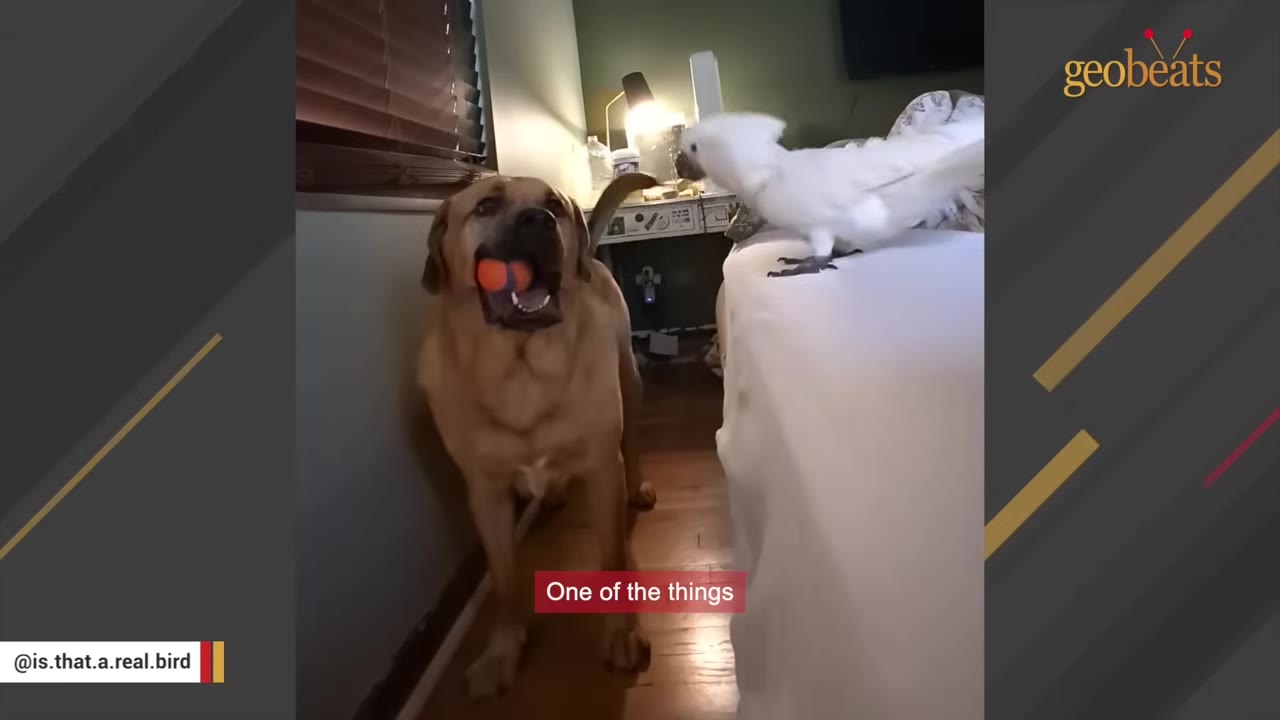A large tan dog holds a small orange ball in its mouth while looking up at a white cockatoo perched on the edge of a bed.