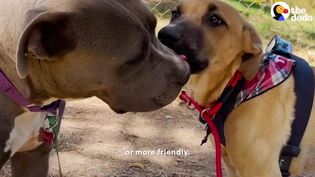 A grey pit bull mix and a tan dog wearing a plaid bandana and harness touch noses in a sweet greeting outdoors.