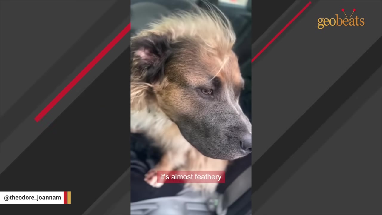 A close-up shot of a fluffy dog with unique, feathery light-brown and dark fur on its head, looking to the side.