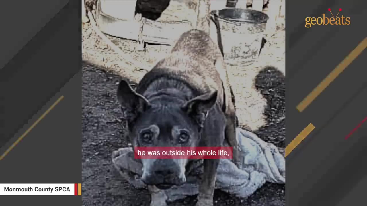 An older, thin grey dog with lighter markings around his eyes stands outside on a blanket, looking directly at the camera.