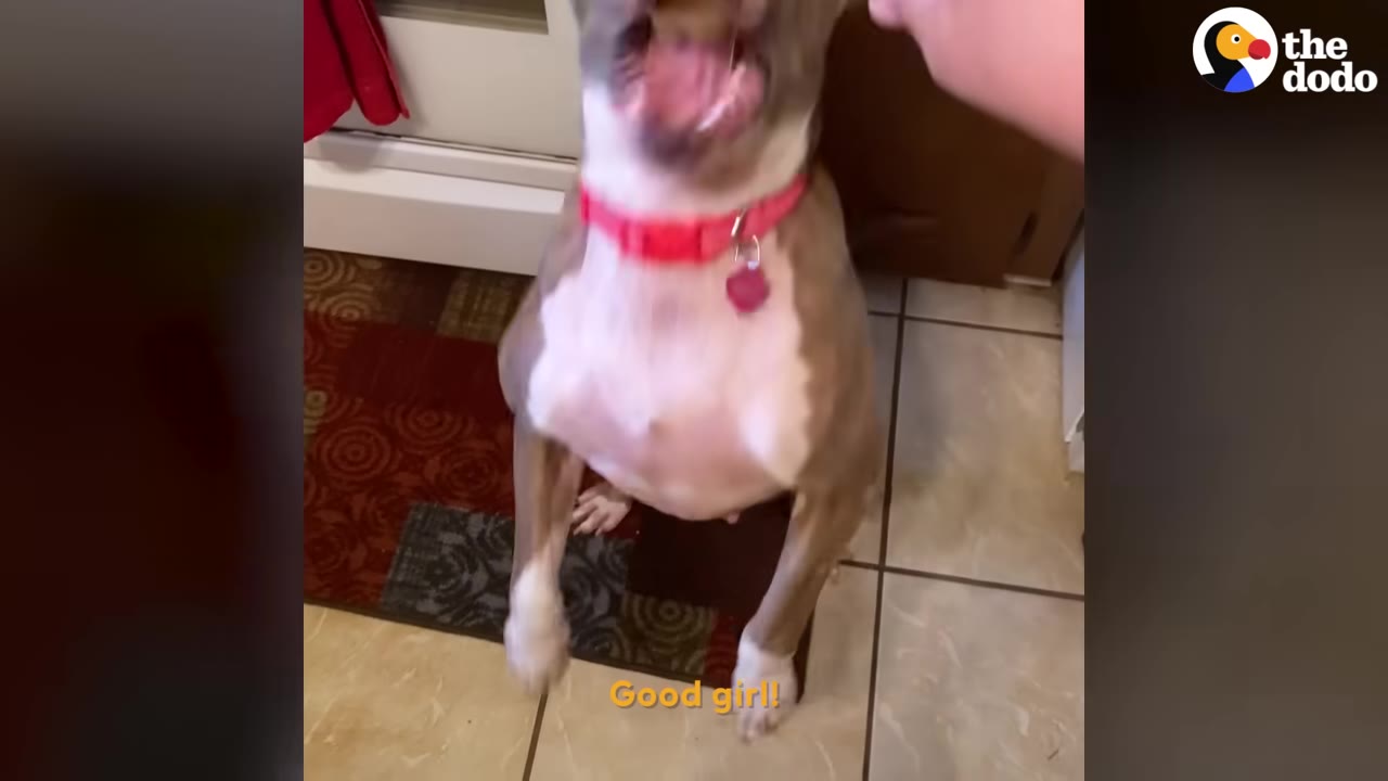 A brown and white dog wearing a pink collar jumps up on its hind legs with excitement.