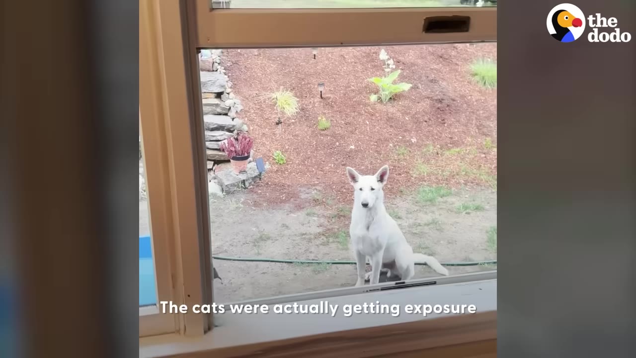 A white dog sitting outside on the dirt ground, looking directly through a glass window into the house.