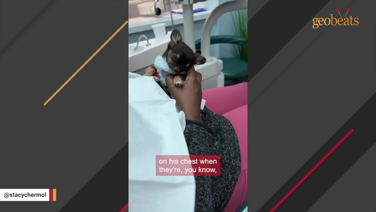A tiny long-haired Chihuahua wearing a small blue sweater is held gently by a person sitting in a medical chair.