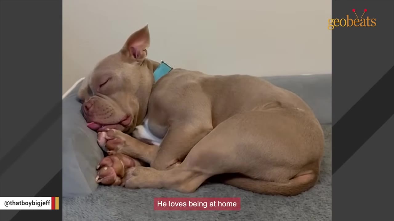 A light brown dog curled up asleep in a grey dog bed with its tongue slightly sticking out.