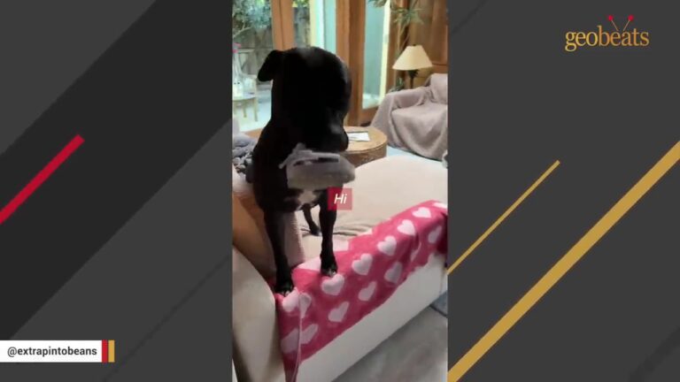 Arizona Puppy Was Just Six Months Old And Alone In The Heat When A Laundromat Became His Lifeline