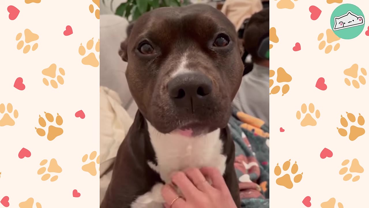 A close-up shot of a brown and white dog looking directly at the camera while being petted on the chest.