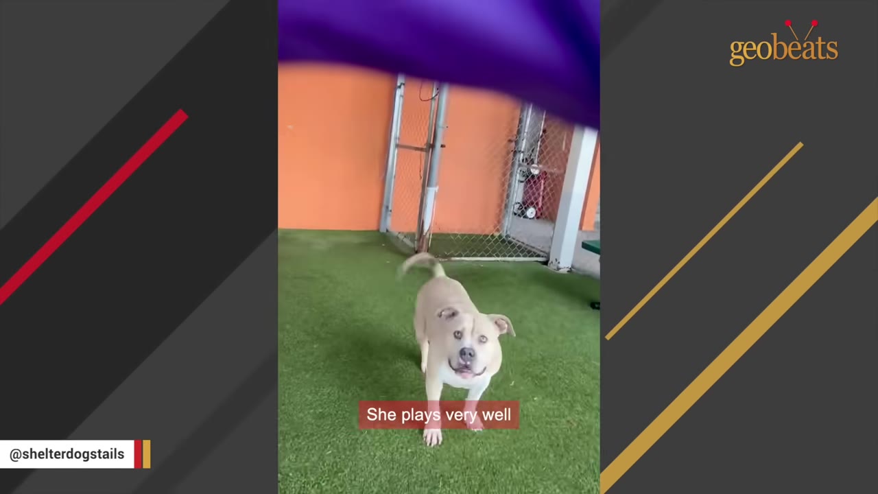 A light-colored dog stands on green artificial turf in an outdoor play area with a fence in the background.