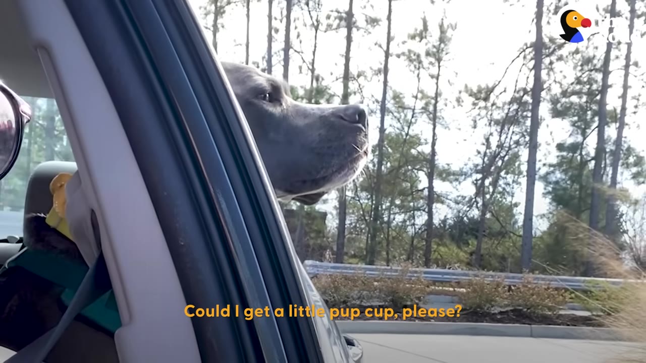 A grey dog looks out of a car window with trees in the background, with a subtitle that reads, 'Could I get a little pup cup, please?'