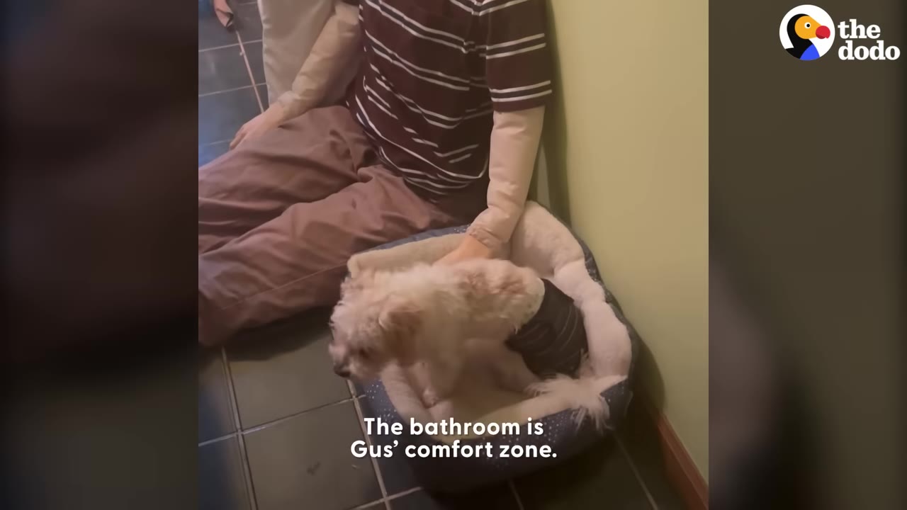 A small white dog wearing a diaper sits in a dog bed next to a mannequin dressed in a striped shirt.
