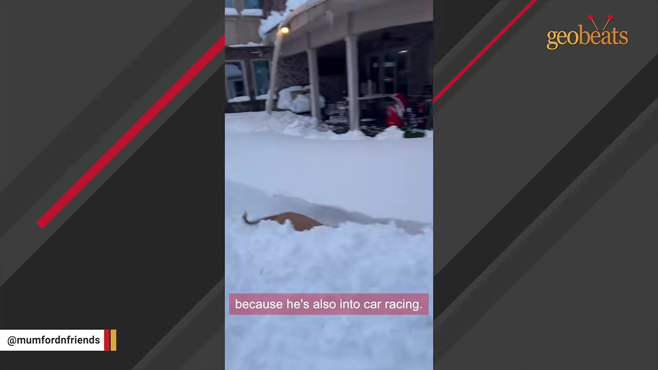 A brown dog runs through a cleared path in a deep blanket of snow in a backyard.