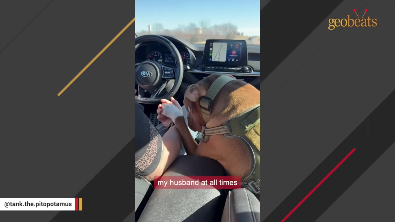 A brown pit bull wearing a harness sits in the passenger area of a car, holding its paw in the driver's hand as they travel.