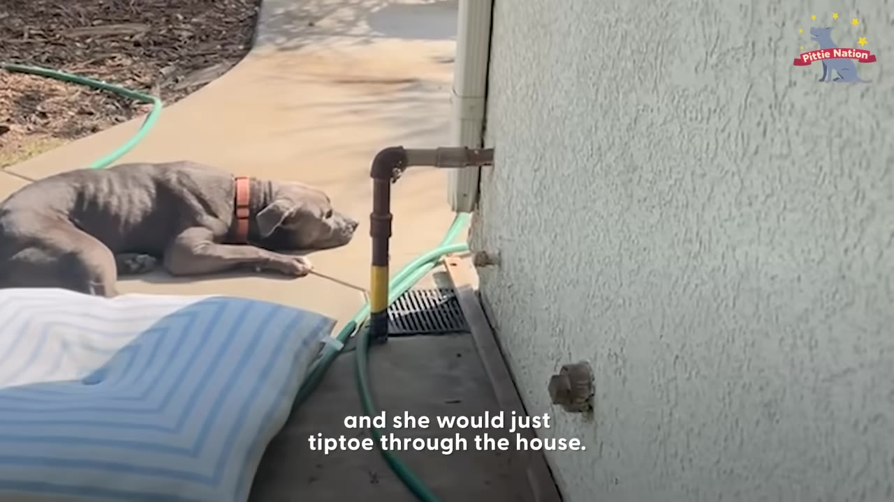 A grey pit bull with an orange collar lies on a concrete patio next to a house wall, looking cautiously ahead.