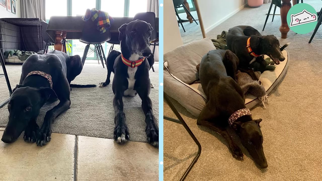 A split-screen image showing two black greyhounds; on the left, they lie side-by-side on a carpeted floor indoors, and on the right, they share a dog bed and blanket.