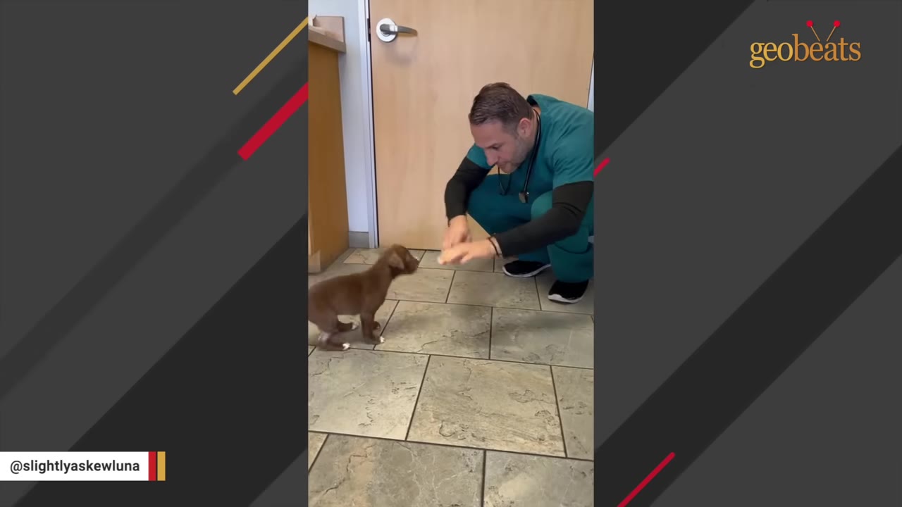A veterinarian in green scrubs crouches on a tiled floor, gently interacting with a small brown puppy.