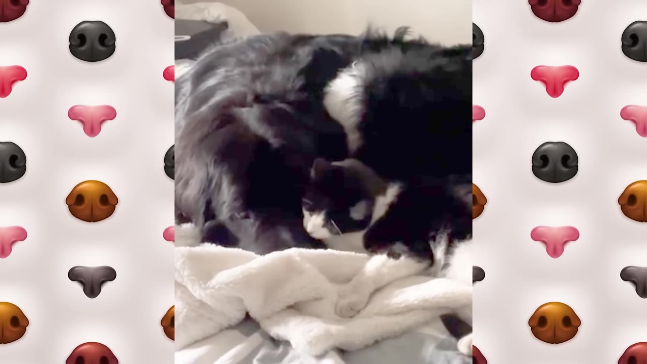 A black and white dog and a black and white cat cuddling closely together on a white blanket.