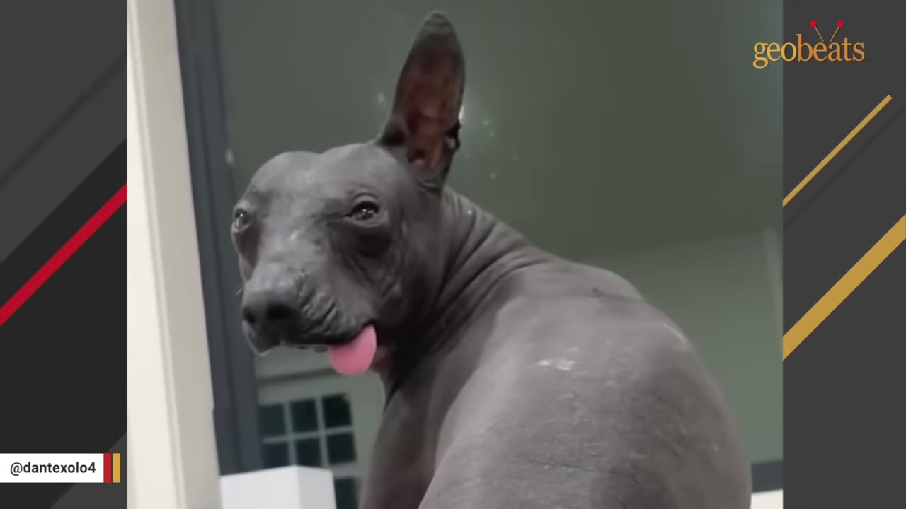 A close-up shot of Dante, a hairless Xoloitzcuintle dog, looking over his shoulder with his tongue sticking out.