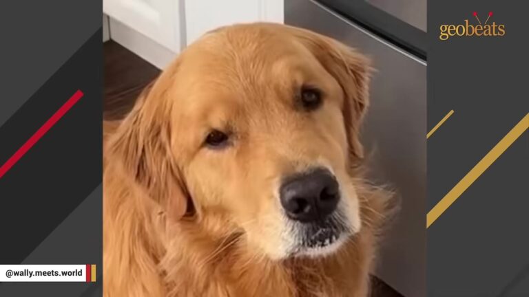 Sensitive New York Dog Gets Heartbroken When A Toy Rolls Under The Couch, And That Is Only The Beginning