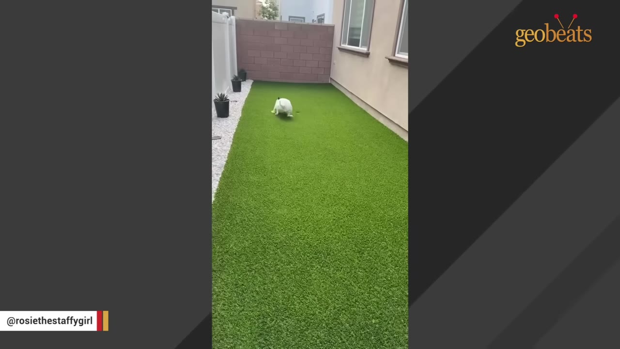 A white dog cautiously walking on a green artificial turf lawn in a backyard.