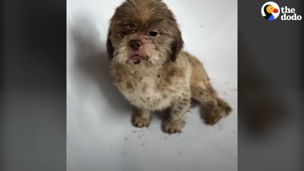 A small, dirty brown puppy sits inside a white bathtub, looking directly at the camera.