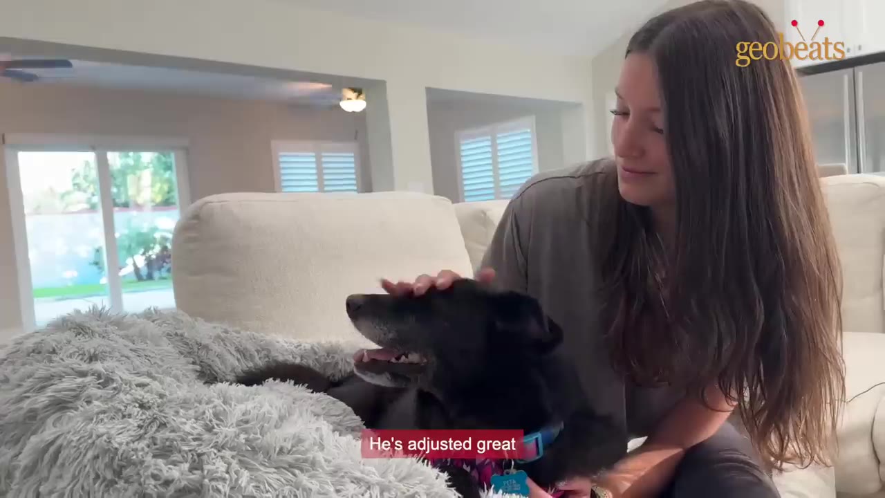 A young woman with long brown hair sits on a white couch and gently pets a black dog lying on a fluffy grey dog bed next to her.