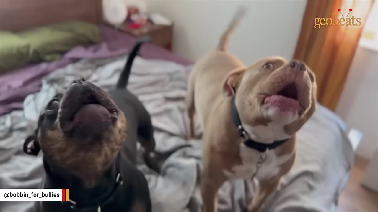 A black dog and a tan dog stand on a bed, looking up with their mouths open as if vocalizing.