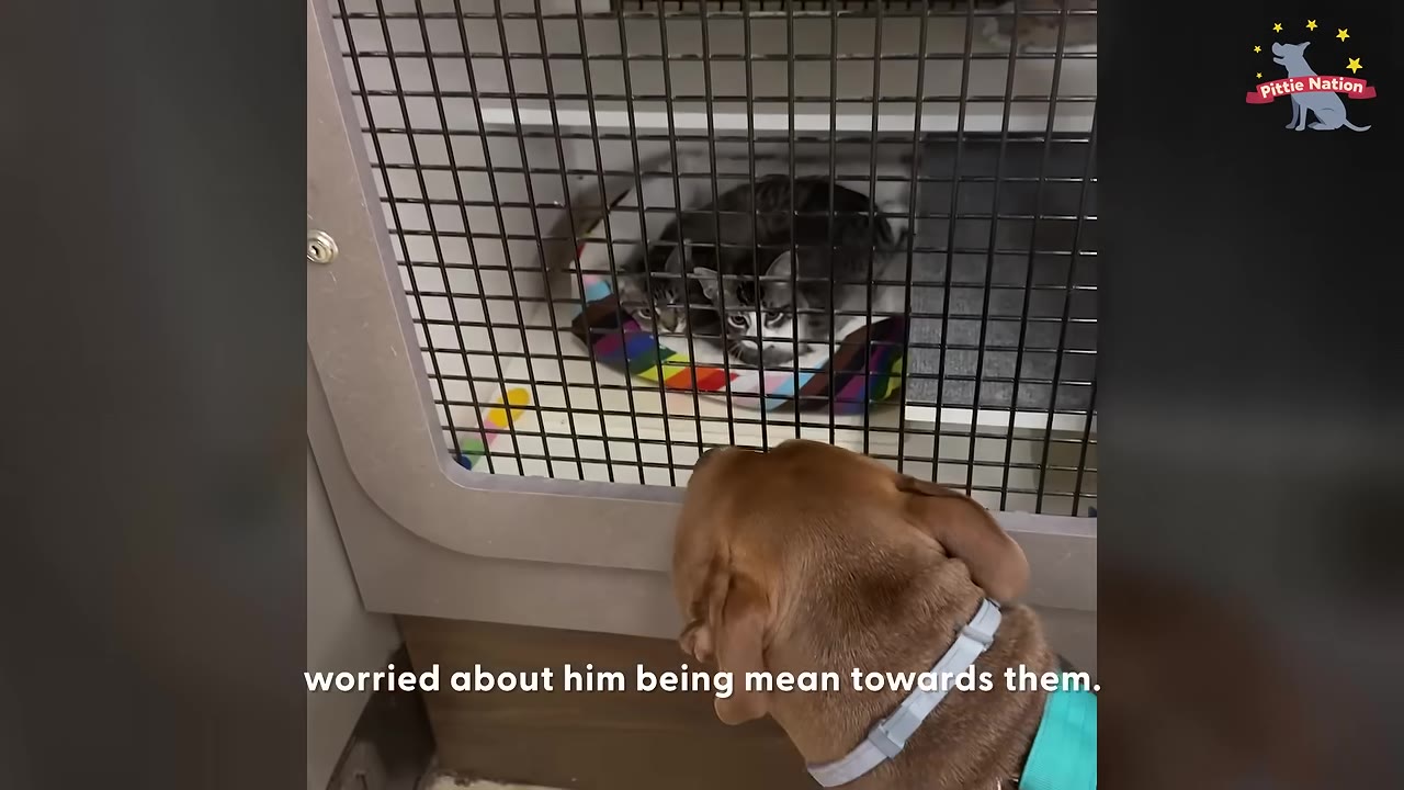A brown dog wearing a light blue collar looks gently through a wire grate at two small tabby cats resting inside a kennel.