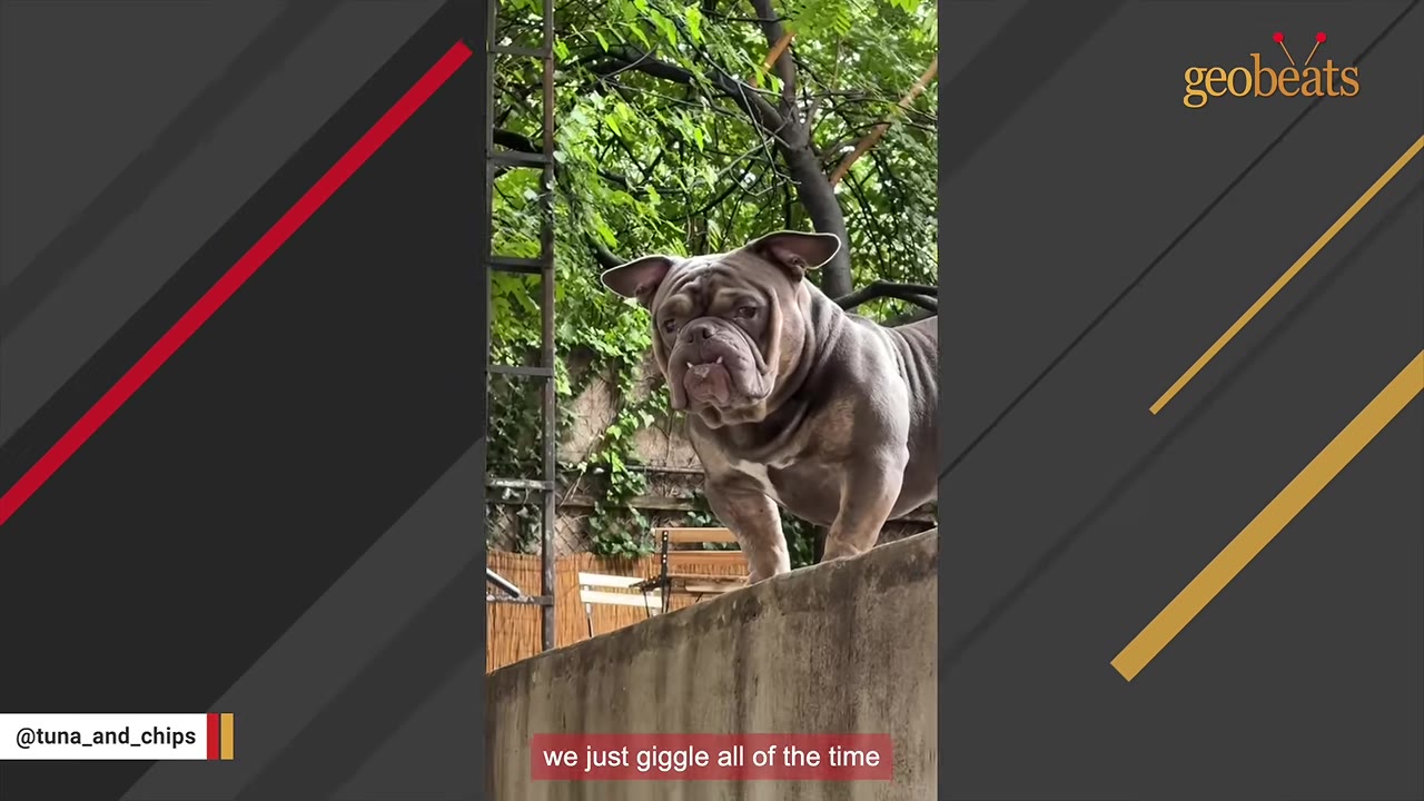 A grey bulldog with a prominent underbite stands on a concrete wall outdoors, looking directly at the camera.