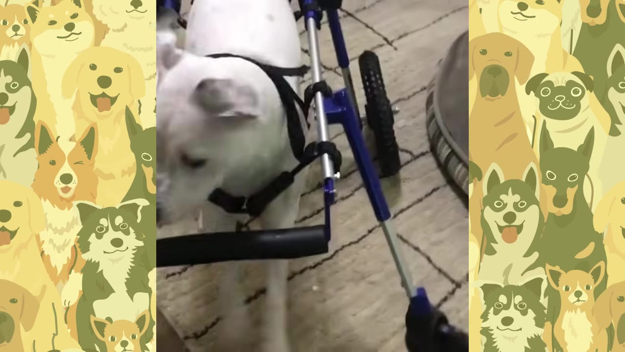 A white dog standing in a blue and silver quad wheelchair frame on a carpeted floor.