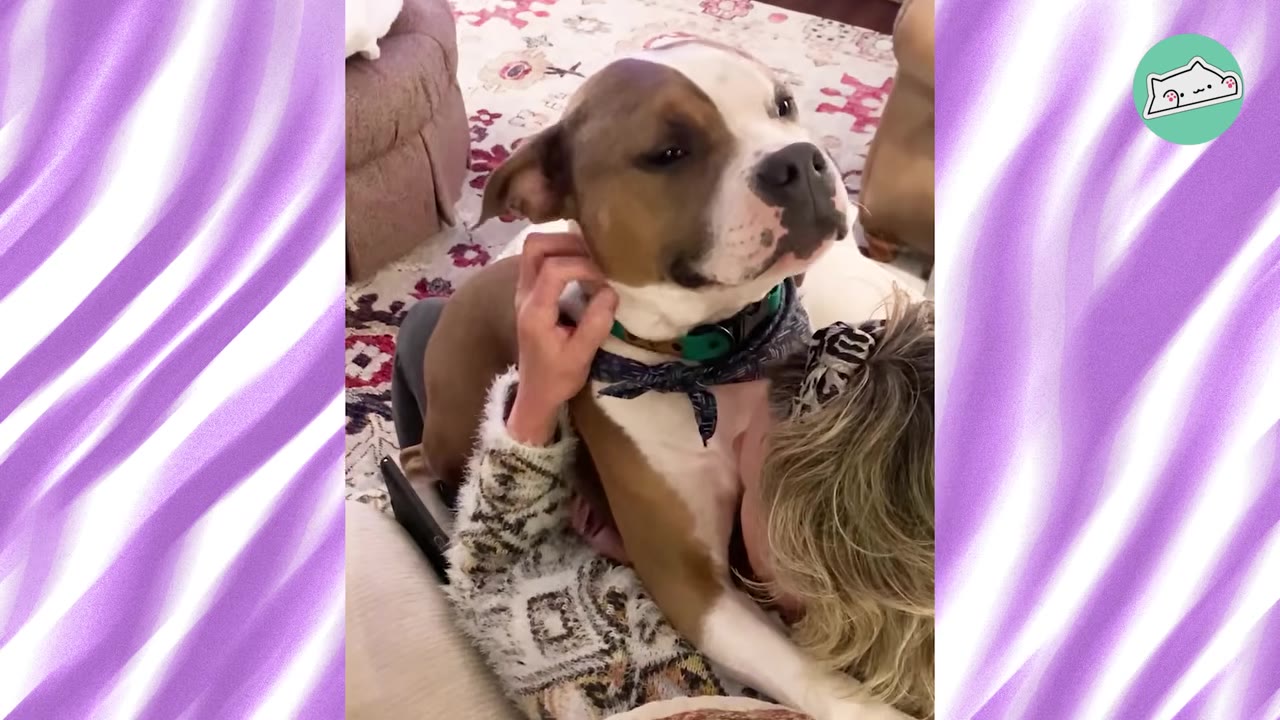 A brown and white dog sitting on top of a woman lying down on the floor, with the dog looking content as she pets him.