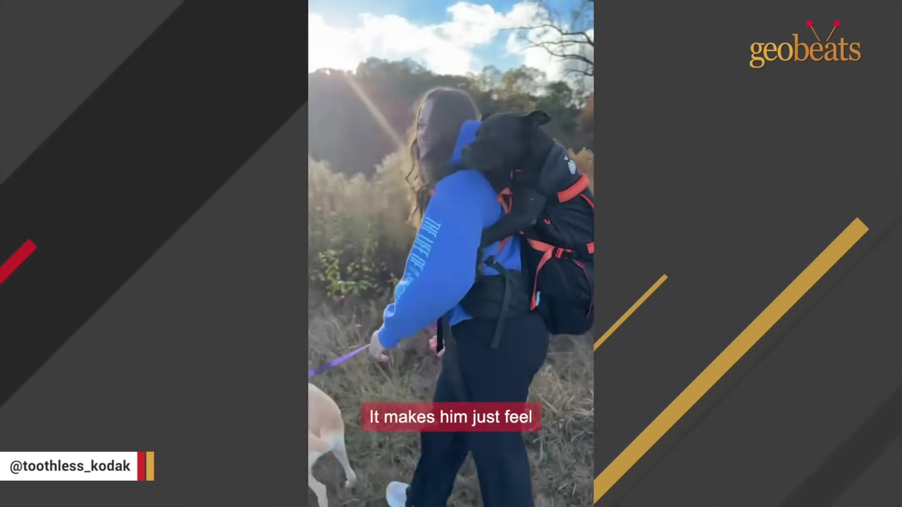 A woman in a blue hoodie walks through a grassy field carrying a black dog in a black and orange backpack on her back.