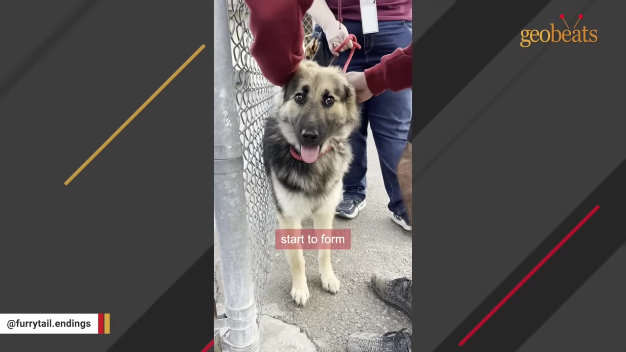 A fluffy German Shepherd mix dog named Roxy stands by a chain-link fence, looking directly at the camera with her tongue out in a happy expression, while being petted by a person in a red sweatshirt.