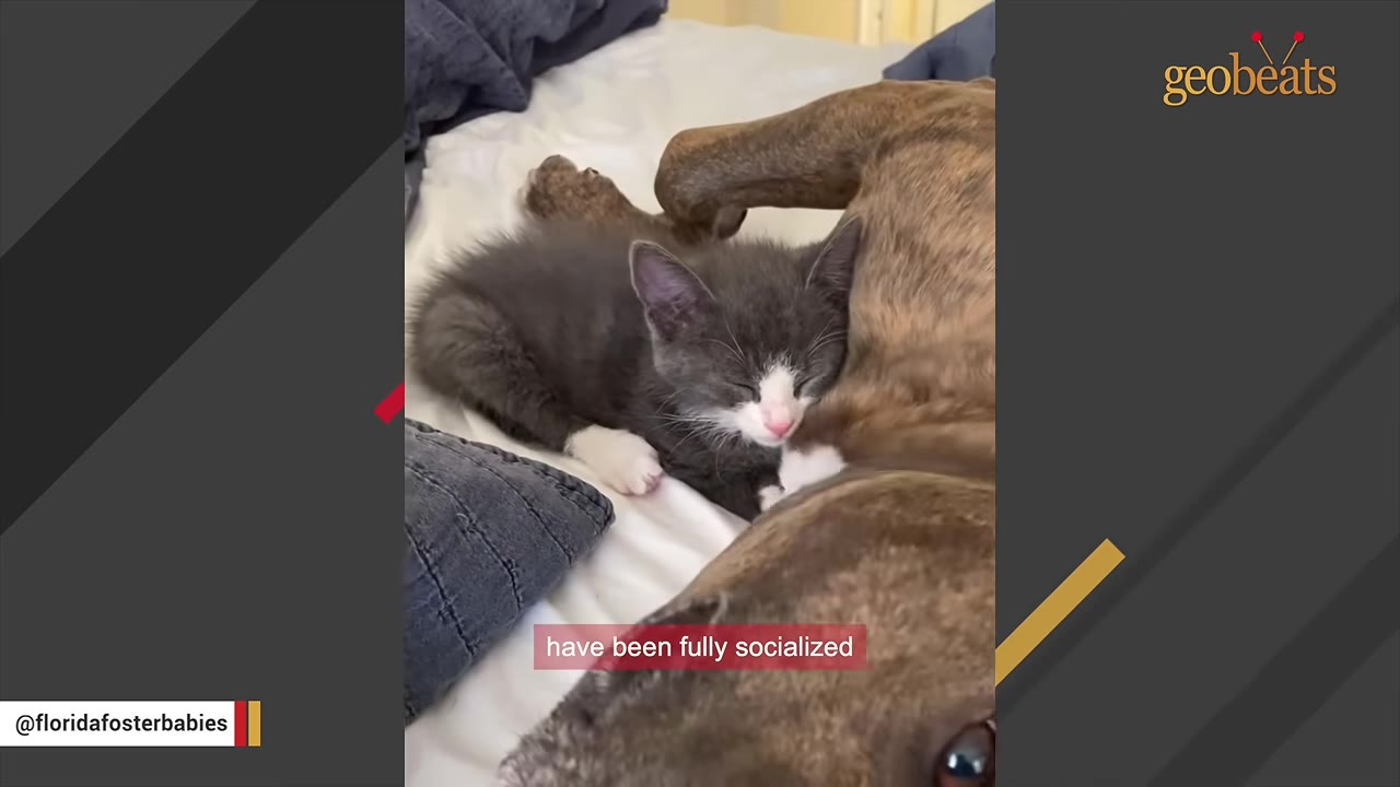 A small grey and white kitten sleeps peacefully snuggled against the brown fur of a dog who is lying down on a bed.