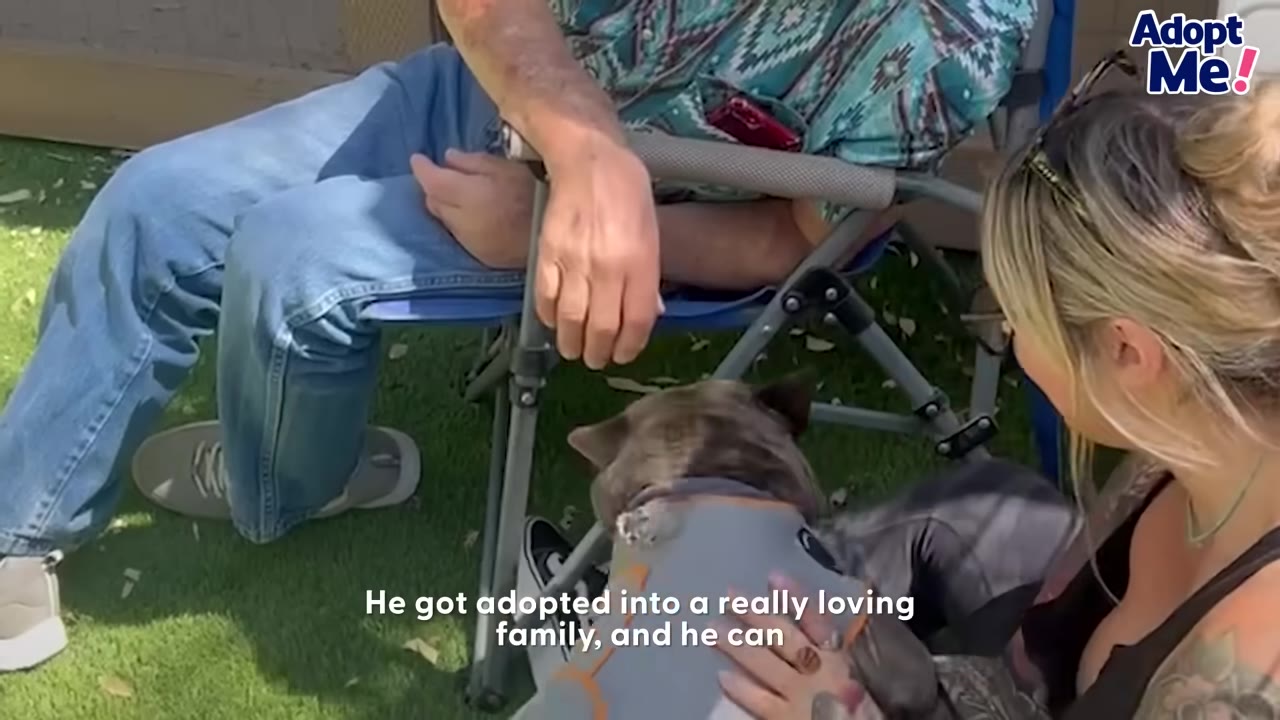 A small brindle dog wearing a grey vest sits on the grass near a woman with blonde hair and a man sitting in a folding chair.