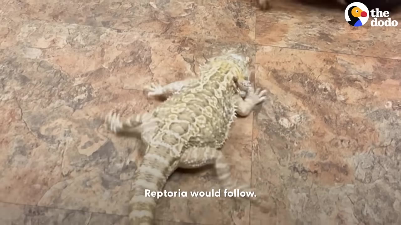 A bearded dragon crawls across a textured tile floor.